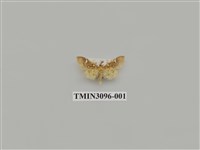 藏品(螟蛾145)的圖片